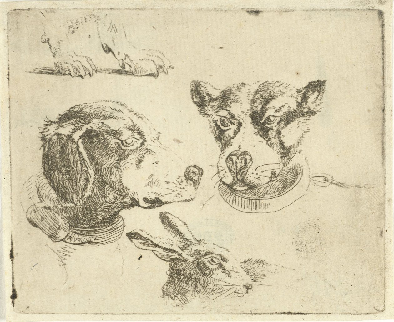 Study Sheet with Two Dog Heads, Dog Paws, and Hare Head by Jan Dasveldt