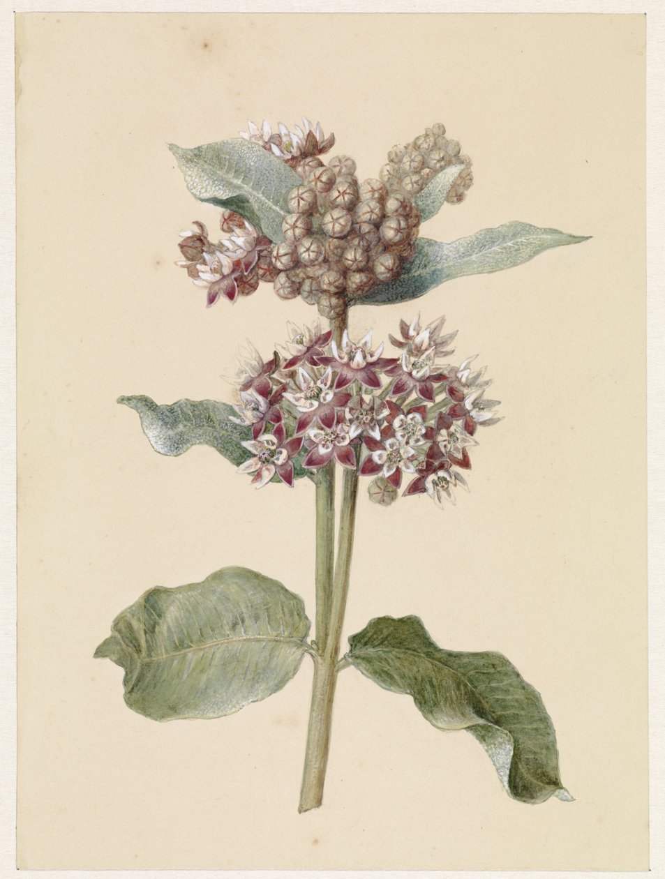 Blooming Asclepias Species by Jan Jacob Goteling Vinnis