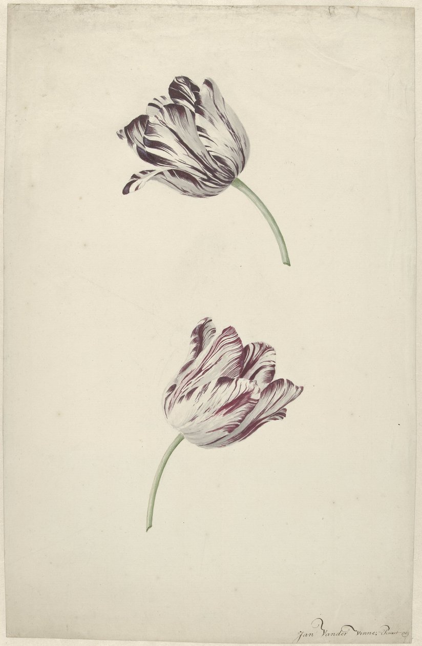 Two Red-and-White Tulips by Jan Jansz. van der Vinne