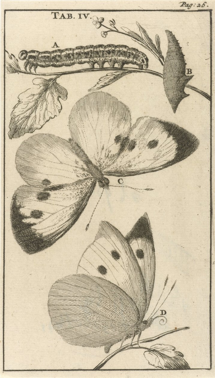 Caterpillars, Pupae, and Butterflies IV by Jan Luyken