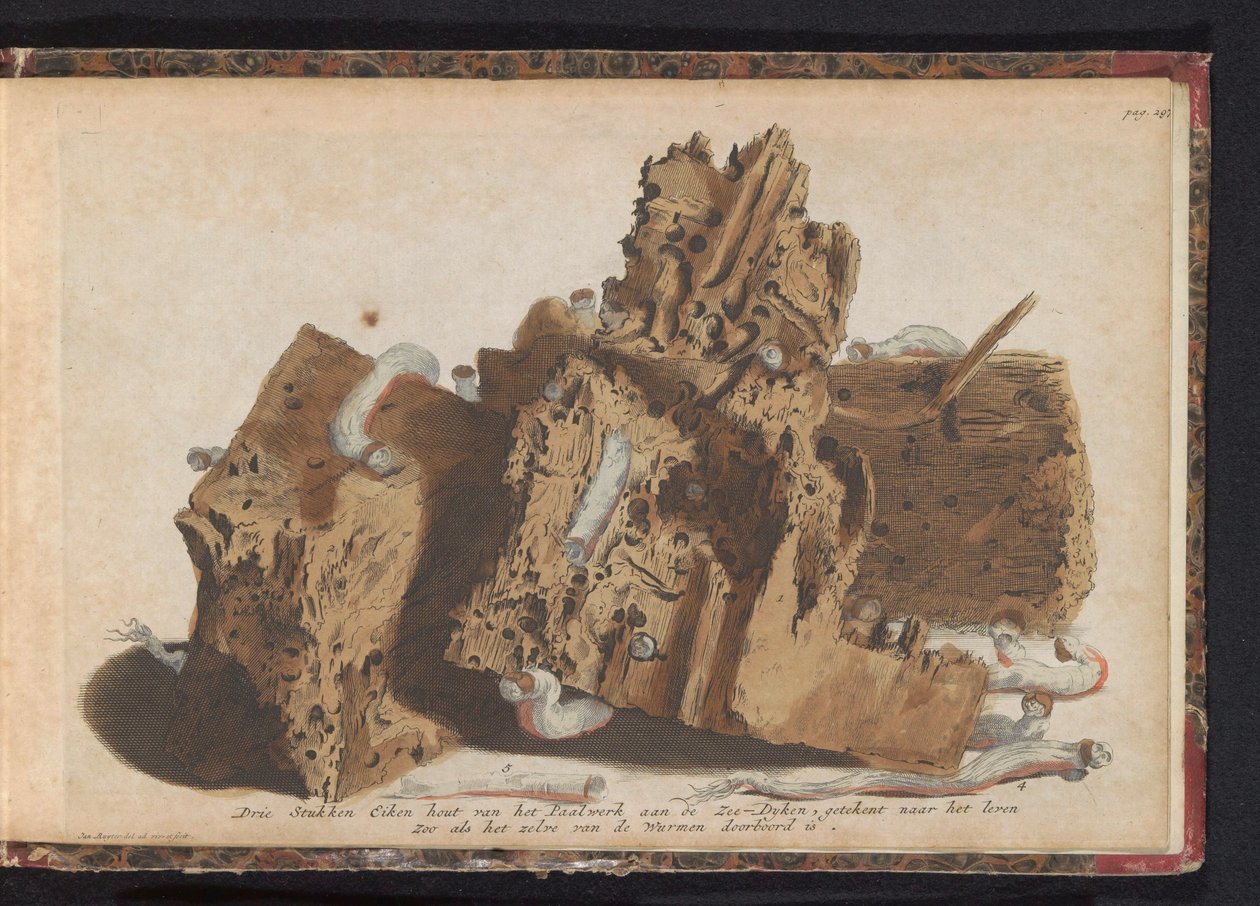 Parts of Pile Work Damaged by Shipworms, 1731 by Jan Ruyter