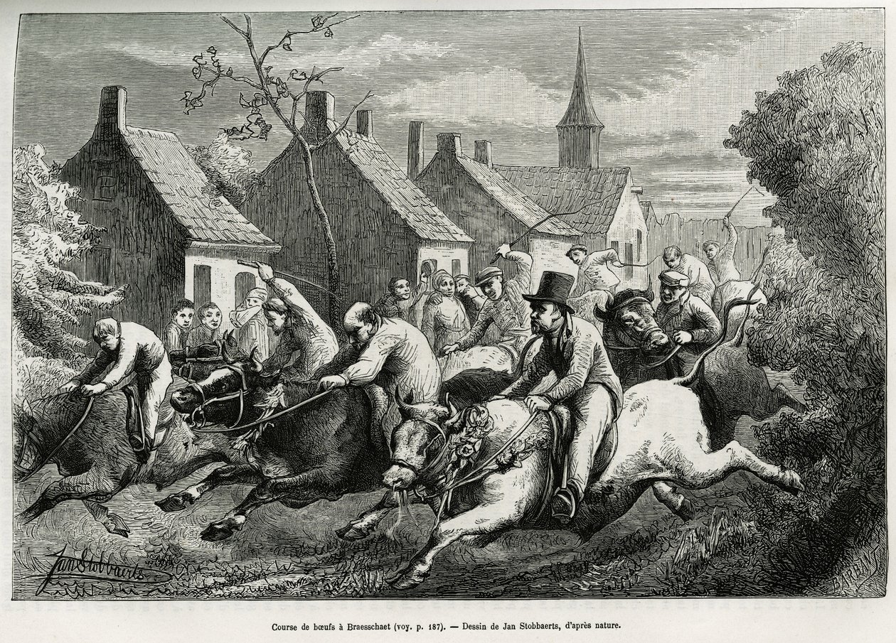 Race of oxen in Braesschaet (engraving by Jan Swerts, to illustrate the story 