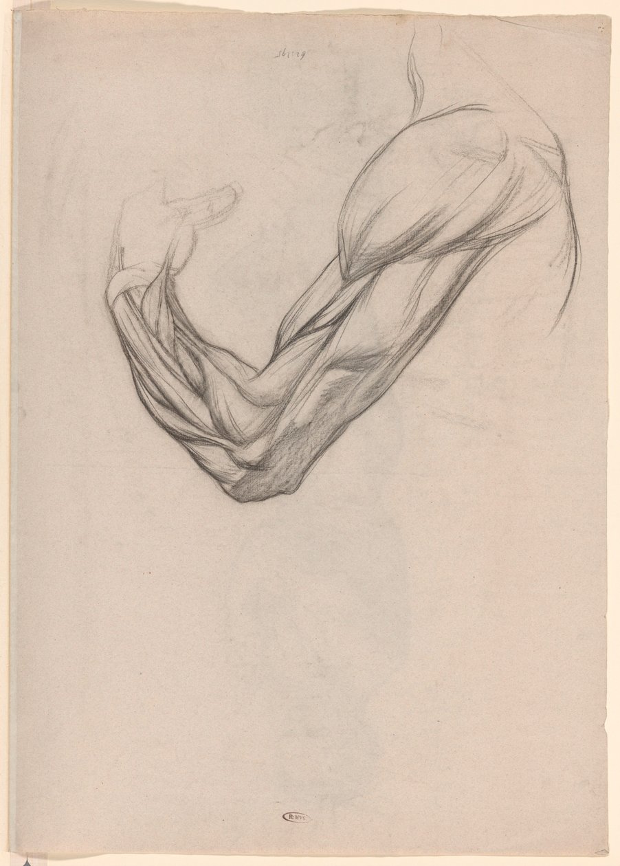 Anatomical Study of the Muscles of a Right Arm by Jan Veth