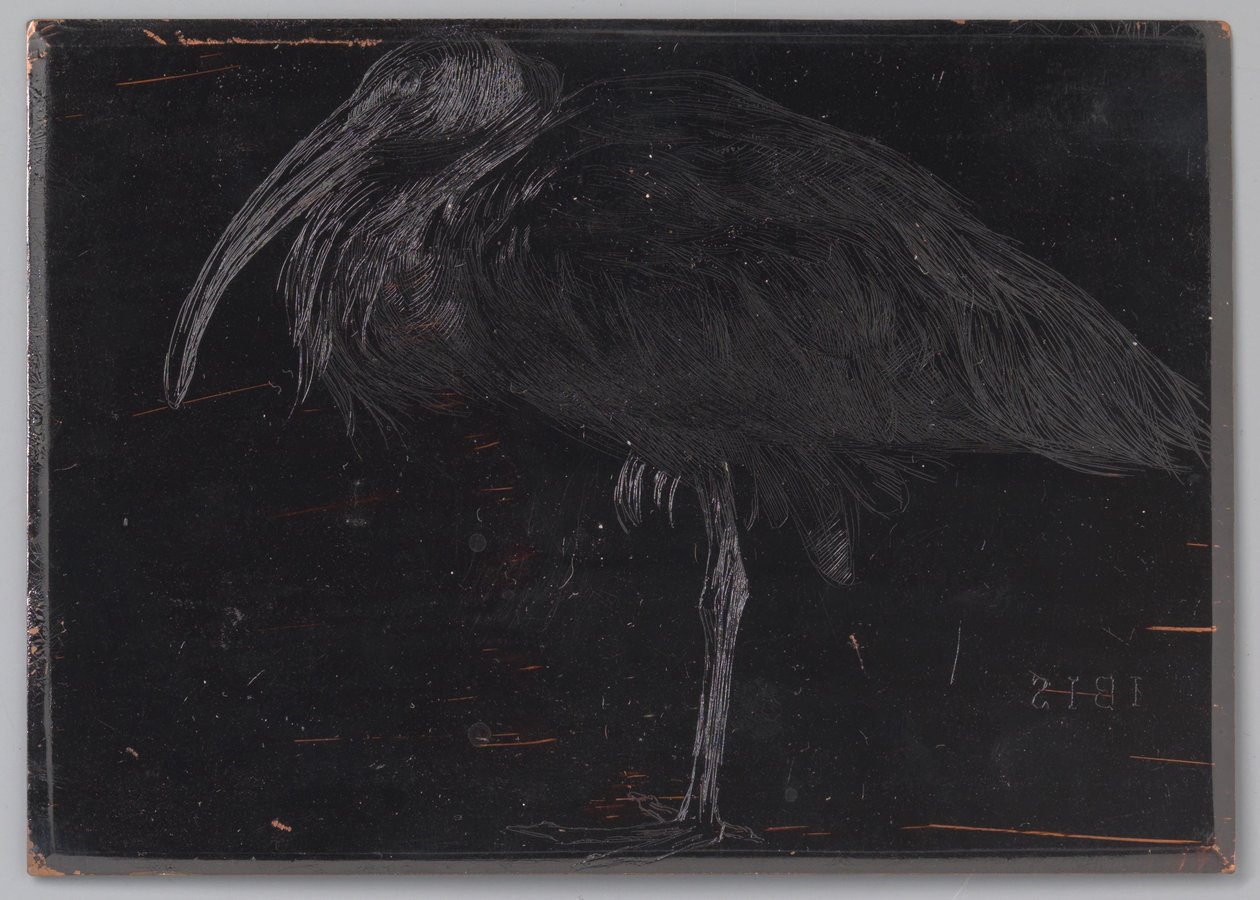 Ibis by Jan Veth