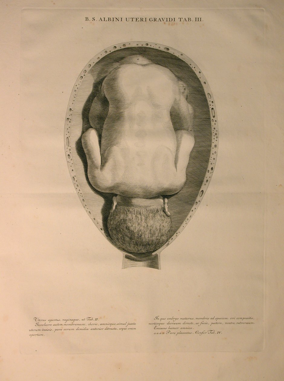 Albinus, Uterus, Pl. III, Illustration from 