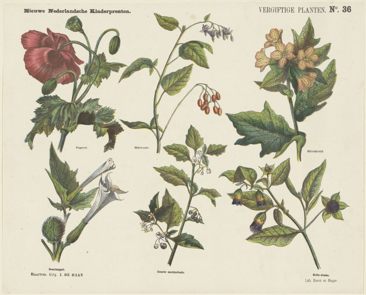 Poisonous Plants (title on object) New Dutch Children