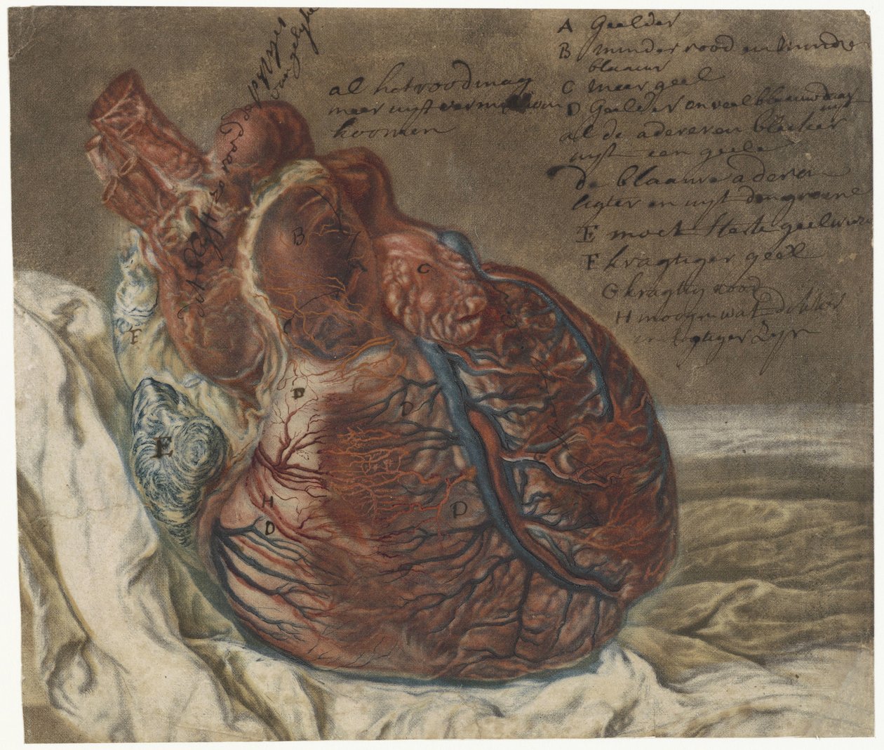 Prints of the Brain and the Heart, Anatomical Study of a Human Heart by Jan l