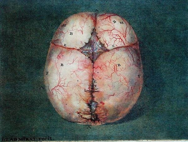 The Brain, from 