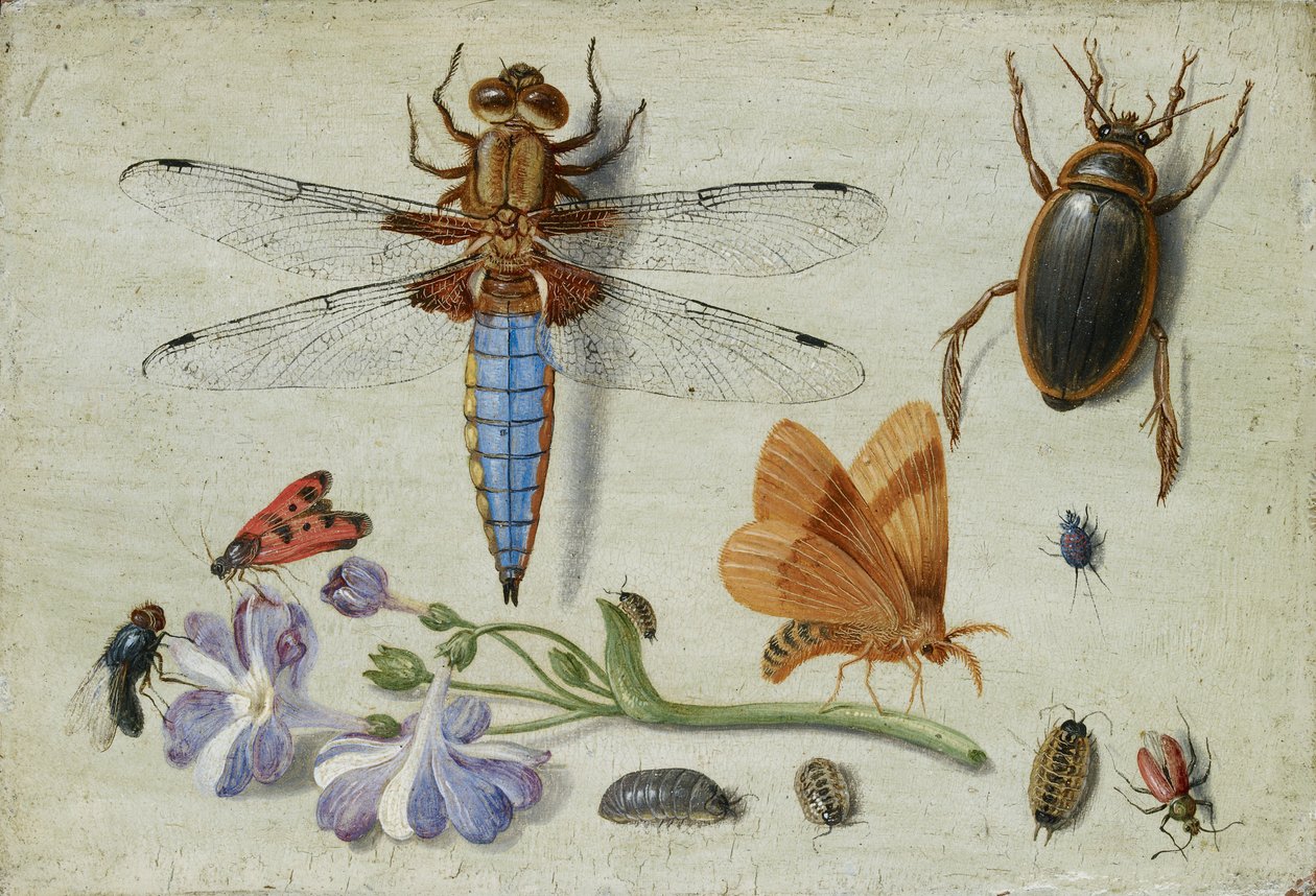 A Cockchafer, Beetle, Woodlice and other Insects, with a Sprig of Auricula, early 1650s by Jan van Kessel
