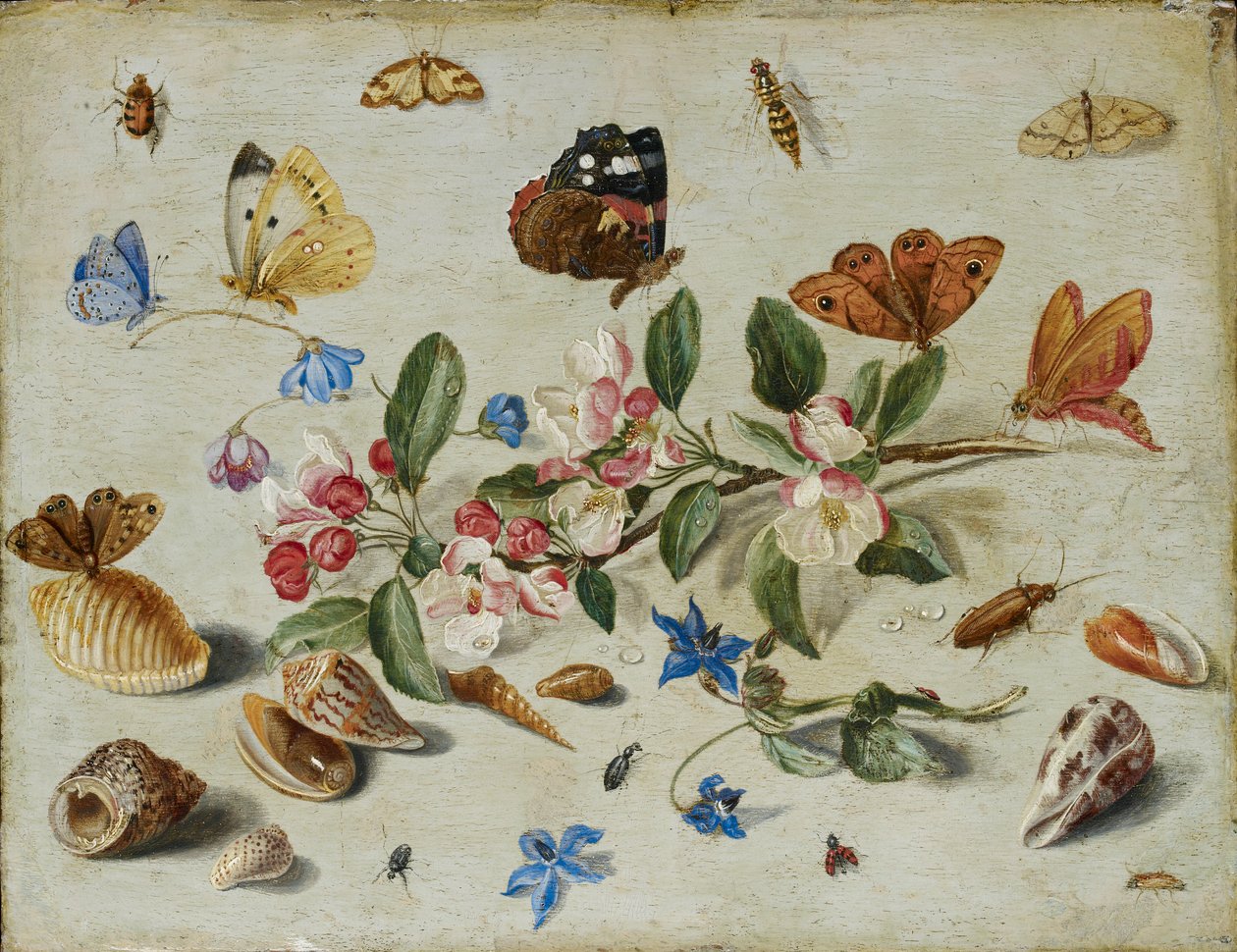 Flowers and Insects, late 1650s or early 1660s by Jan van Kessel