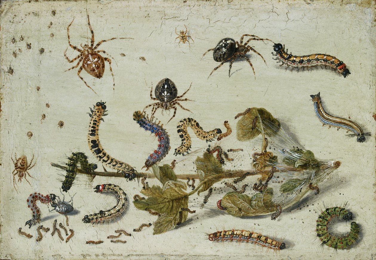 Various Spiders and Caterpillars, with a Sprig of Gooseberry by Jan van Kessel