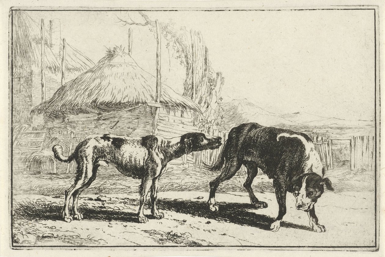 Male and Female Dog (Series: Animals, Zoographiam) by Jan van den Hecke