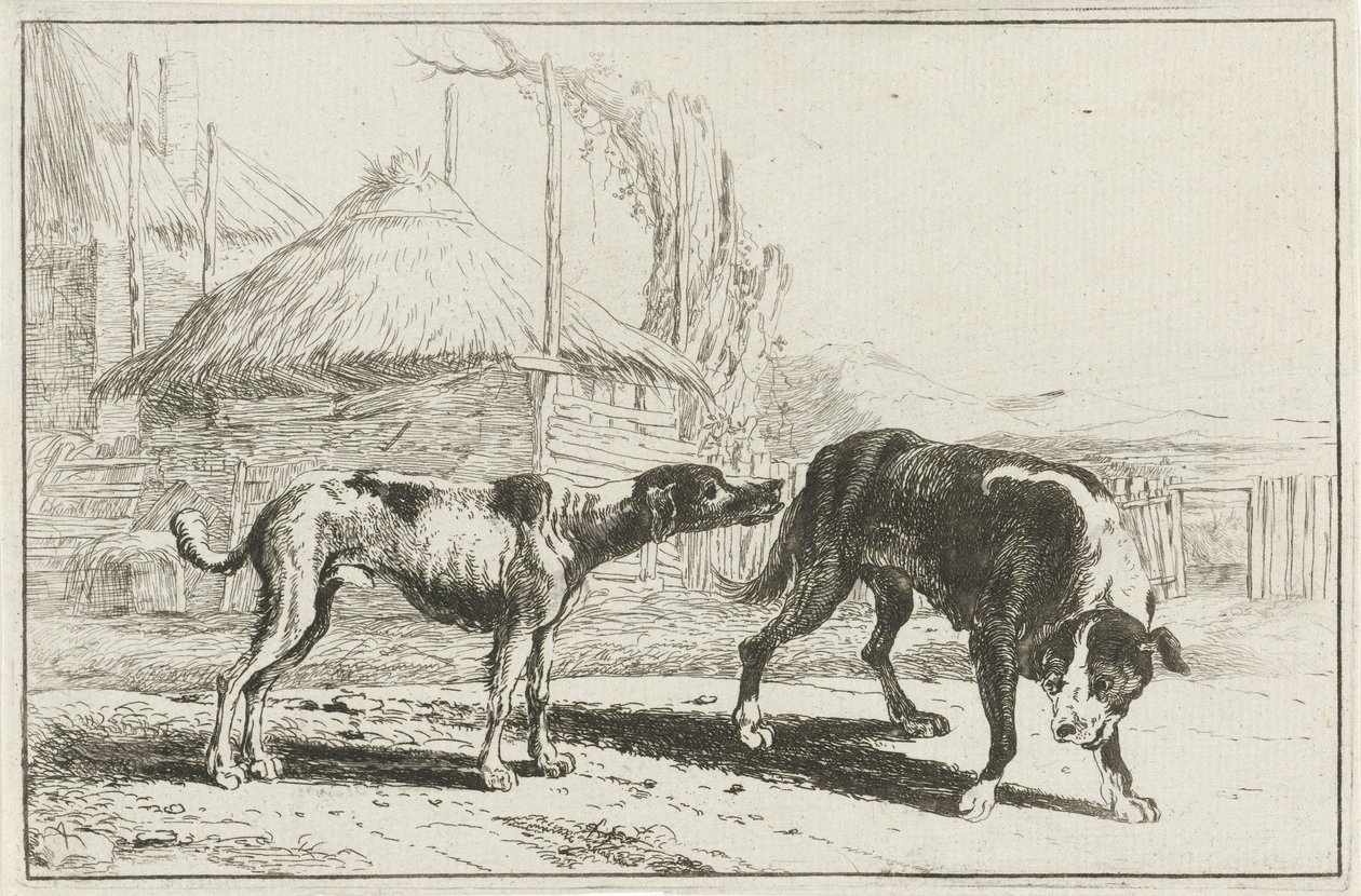 Male and Female Dog by Jan van den Hecke
