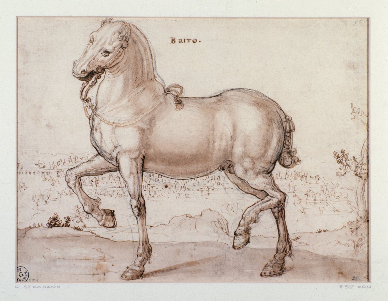 Study for a horse Drawing by Giovanni Stradano by Jan van der Straet