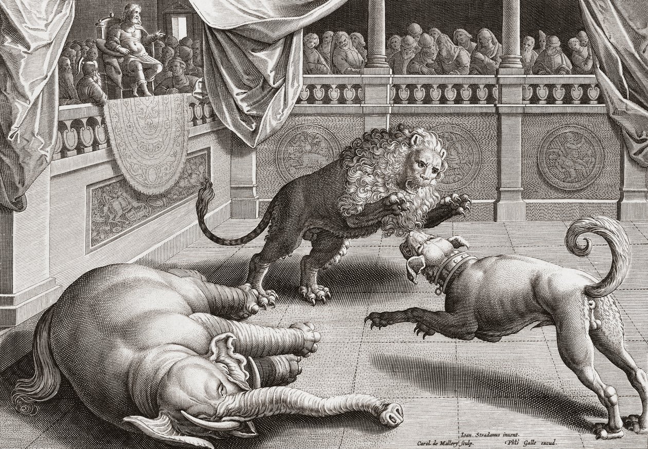 Alexander the Great watching animals fight by Jan van der 1523 1605 after Straet