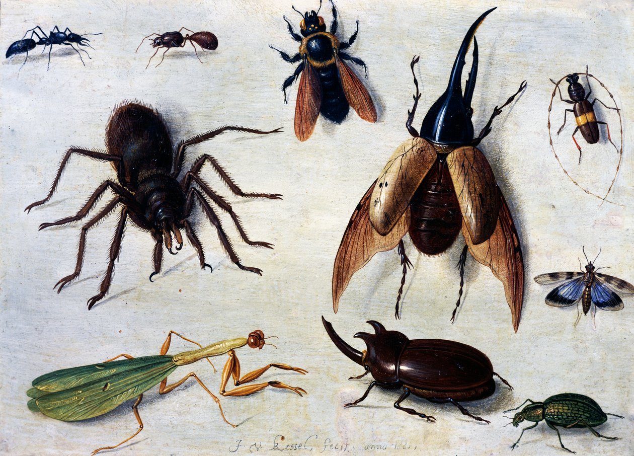 Insects by Jan van the Elder Kessel