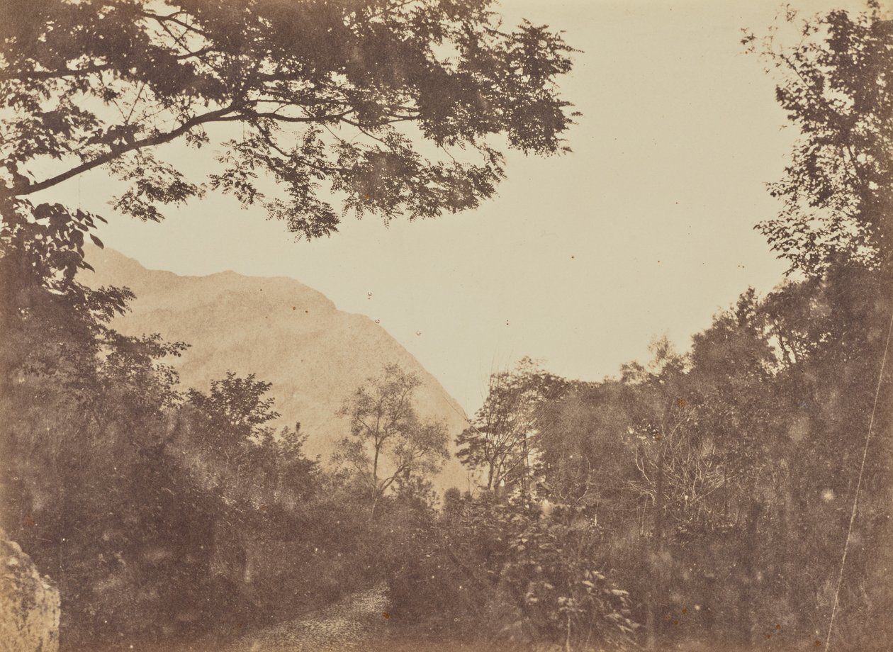 Acacia, Como by Jane Martha St. John