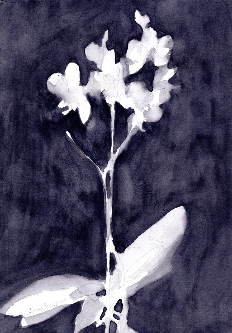 Orchid Impression in Dark Blue Gray by Janel Bragg