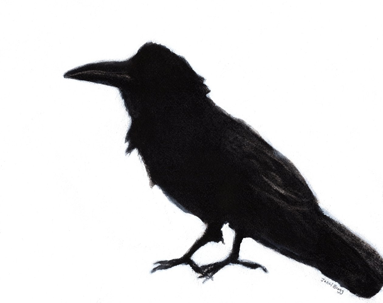Raven at Baker Beach by Janel Bragg