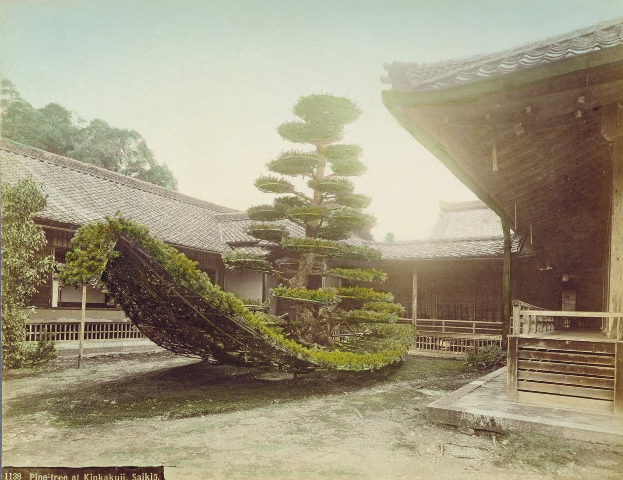 Pine Tree at Kinkaku-ji, Kyoto, c.1905 by Japanese Photographer