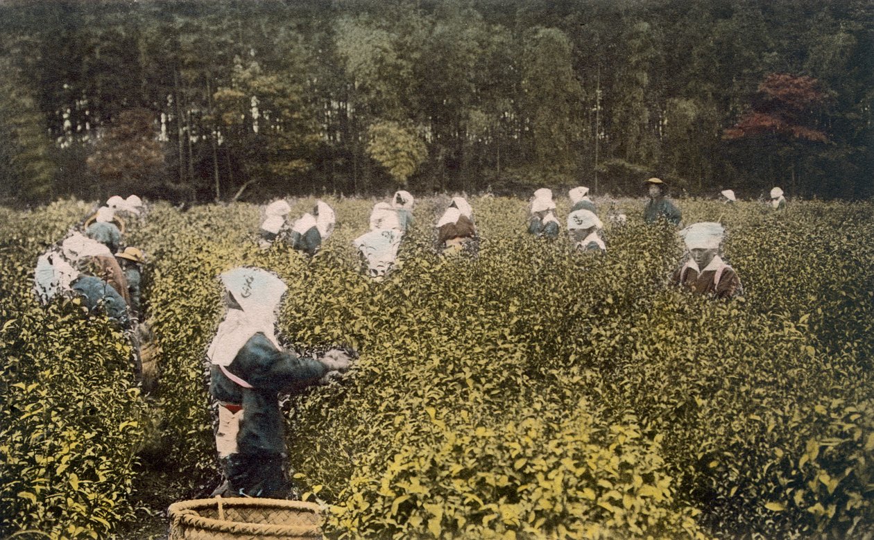 Women picking tea, with male overseer by Japanese Photographer