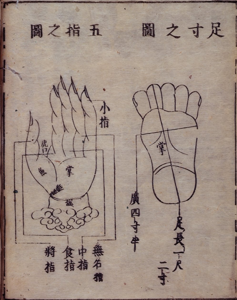 Diagram showing acupuncture points in the hands and feet, from a Japanese commentary of a Chinese work on acupuncture, the Shisijing fahui of 1341 by Hua Shou, Kyoto by Japanese School