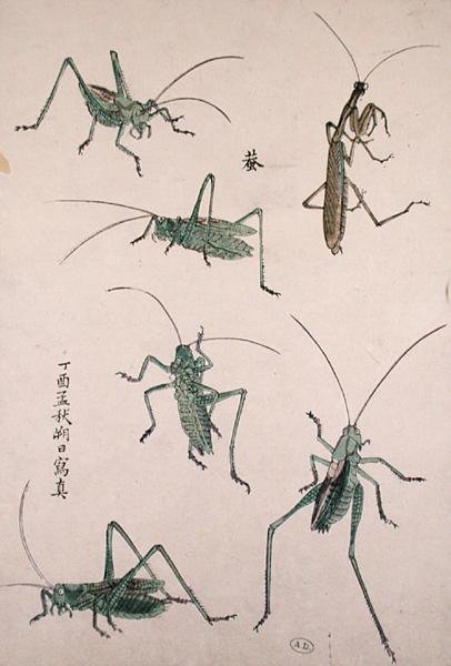 Grasshoppers by Japanese School