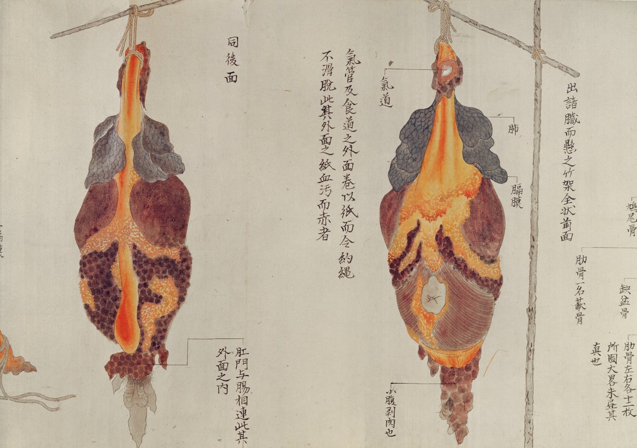 The lungs from the dissection of a torture victim of 1796, from a makimono of a Midori doctor, 1842 by Japanese School