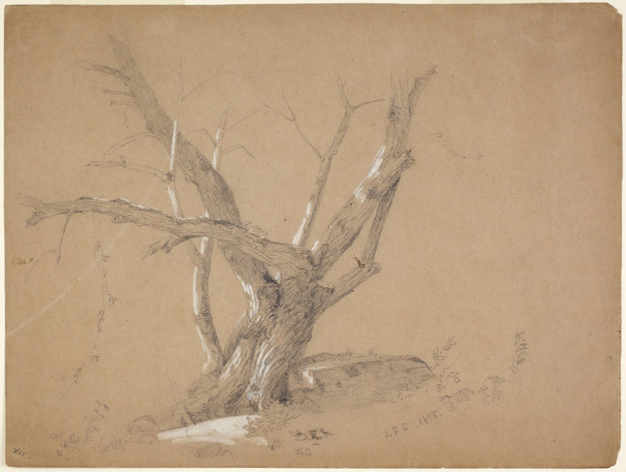 Study of a Tree by Jasper Francis Cropsey
