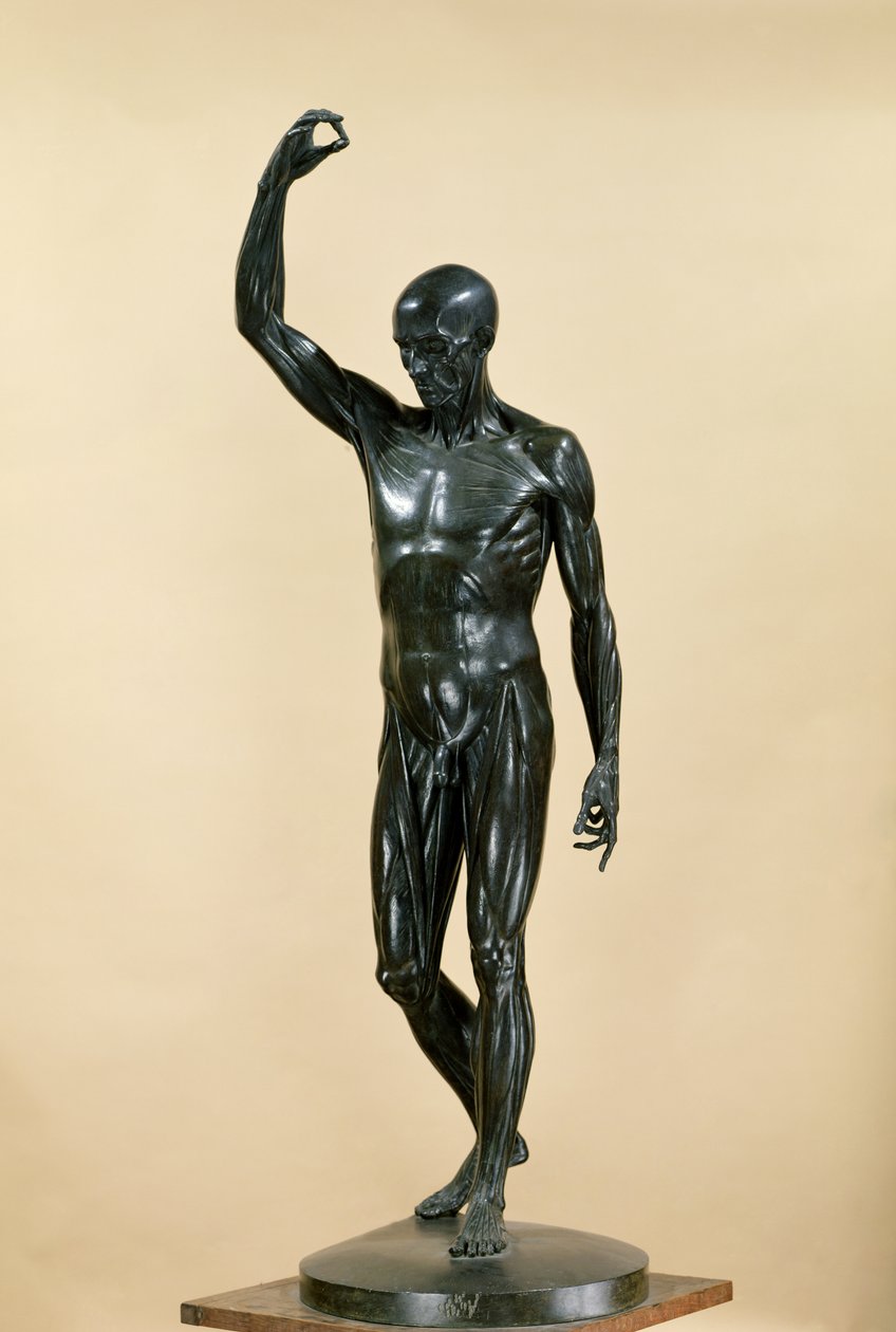 Flayed Body (L'Ecorche) by Jean-Antoine Houdon