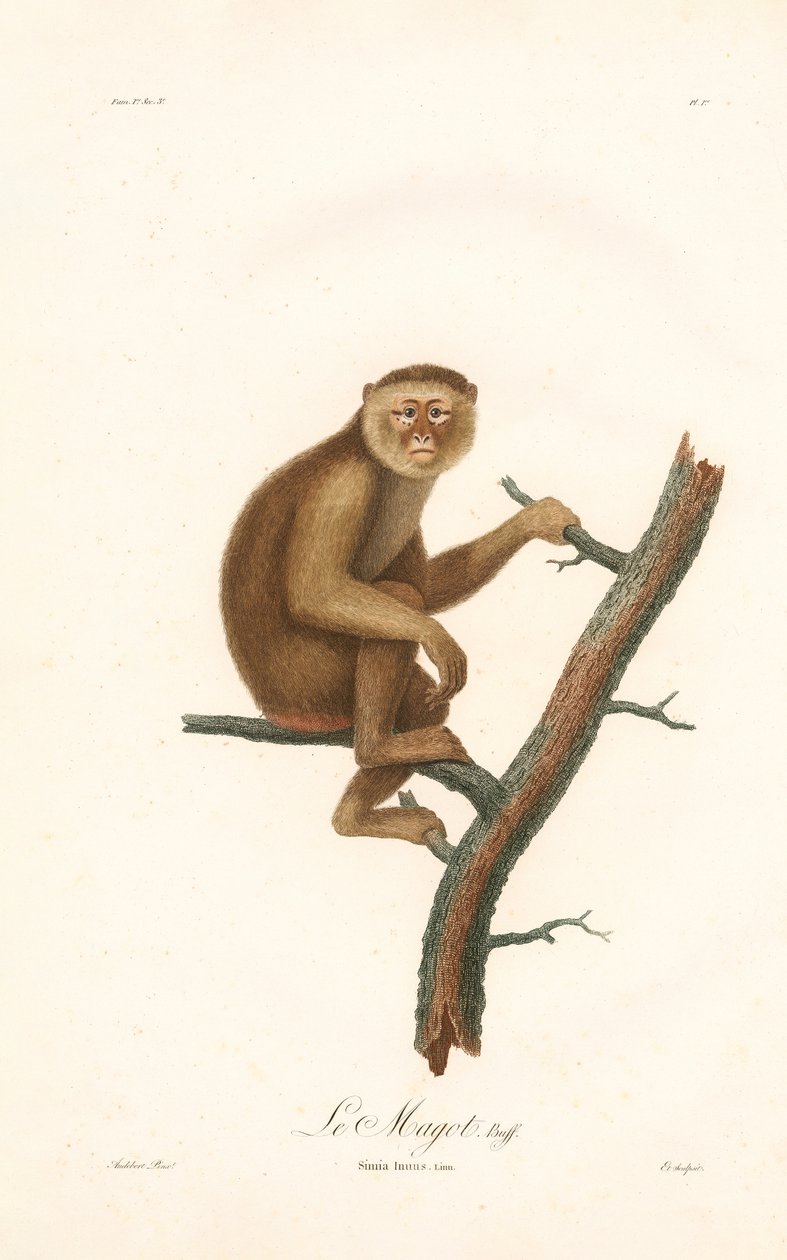 Barbary Macaque by Jean Baptiste Audebert