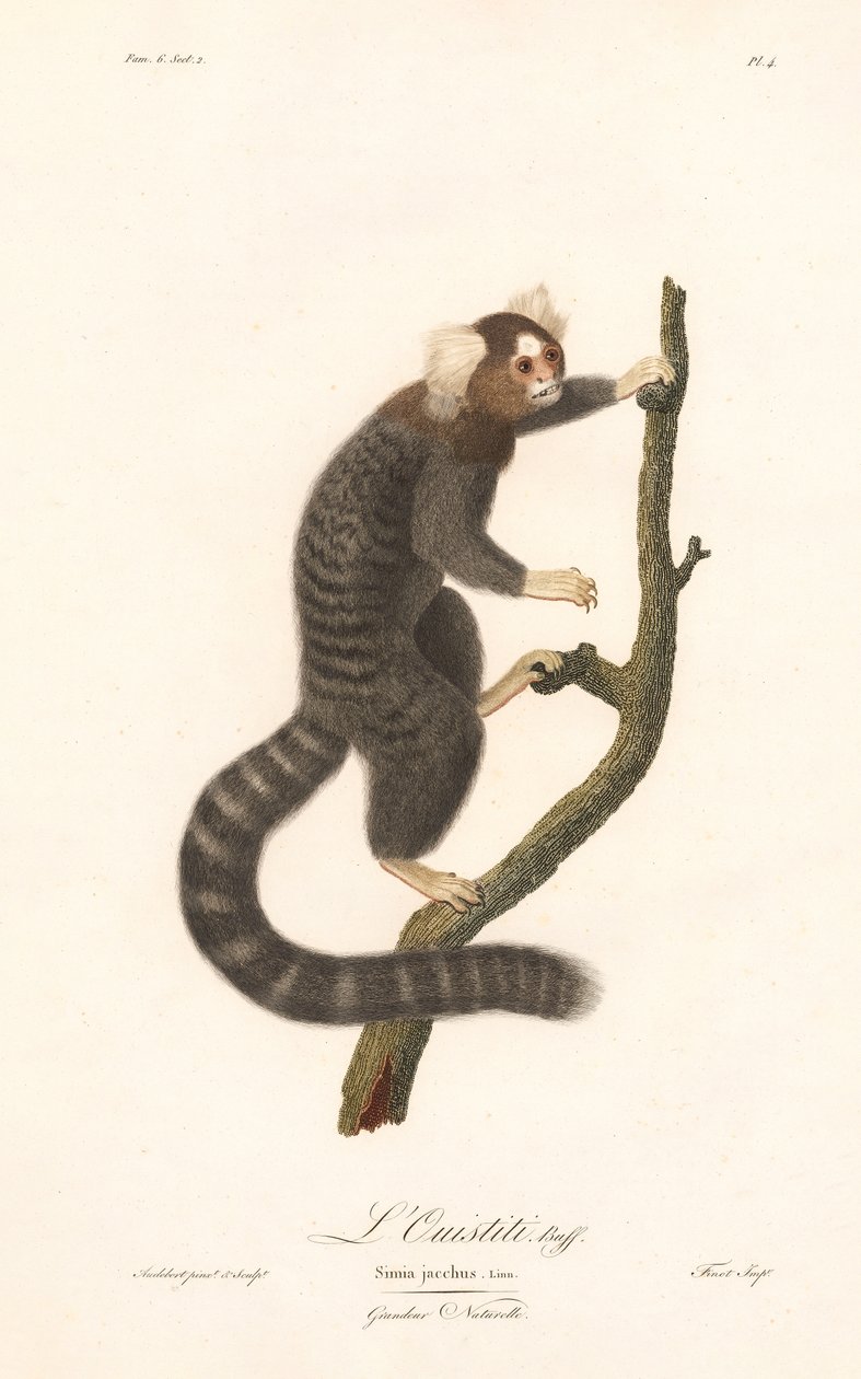 Common Marmoset by Jean Baptiste Audebert