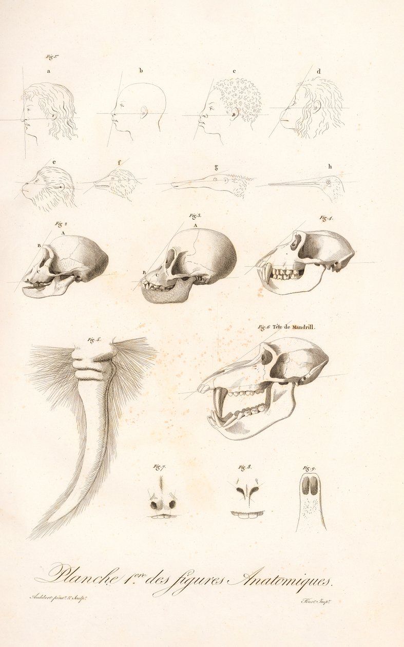 Comparative Primate Anatomy, First Plate by Jean Baptiste Audebert