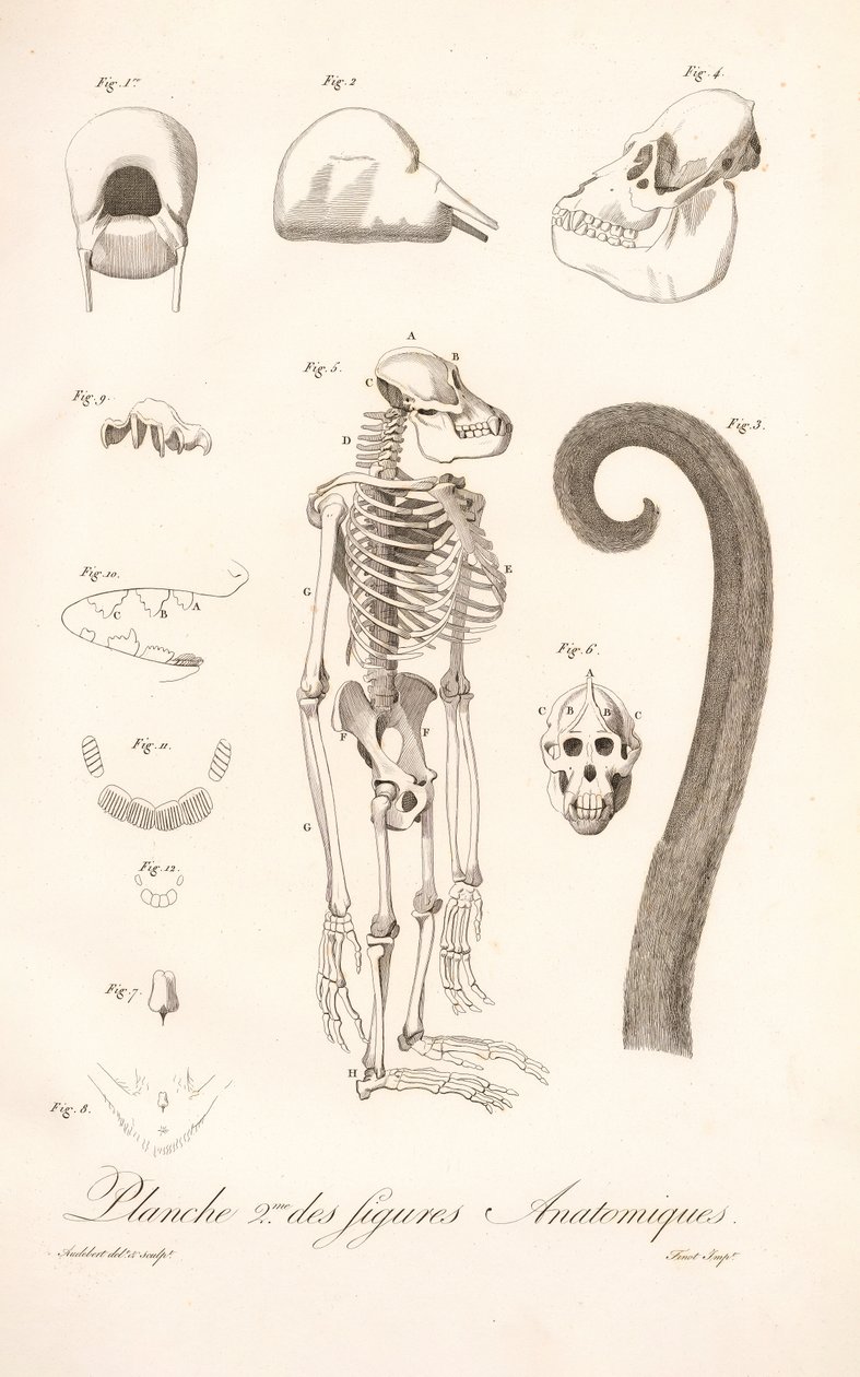Comparative Primate Anatomy, Second Plate by Jean Baptiste Audebert