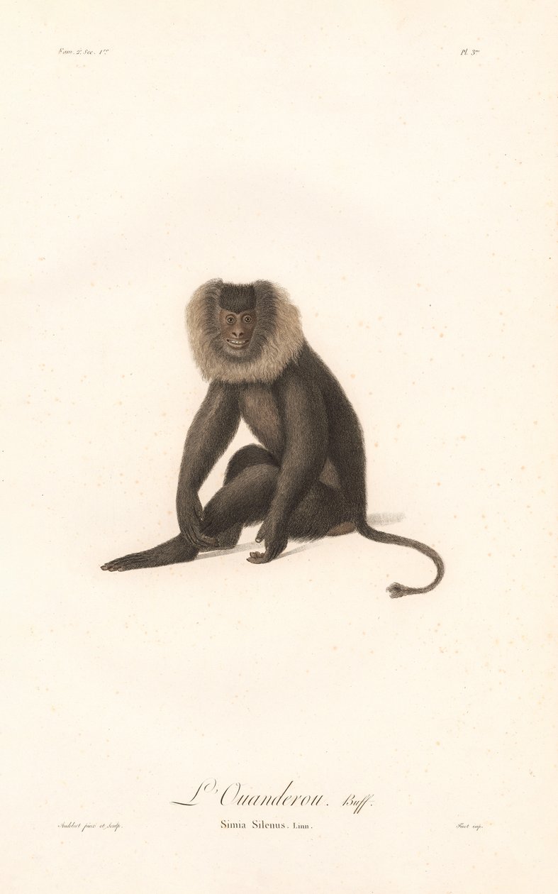 Lion-tailed Macaque by Jean Baptiste Audebert