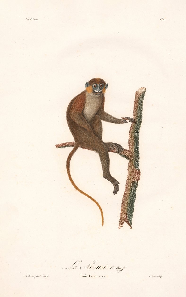 Moustached Monkey by Jean Baptiste Audebert
