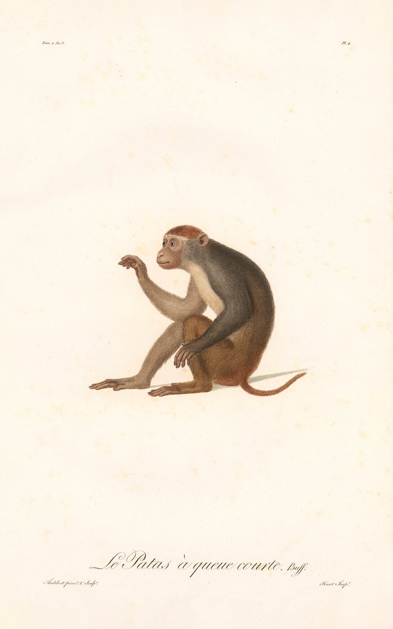 Patas Monkey by Jean Baptiste Audebert