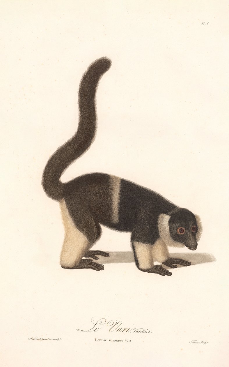 Ruffed Lemur Variety by Jean Baptiste Audebert