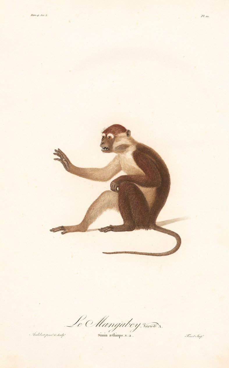 Variant of the Grivet Monkey by Jean Baptiste Audebert