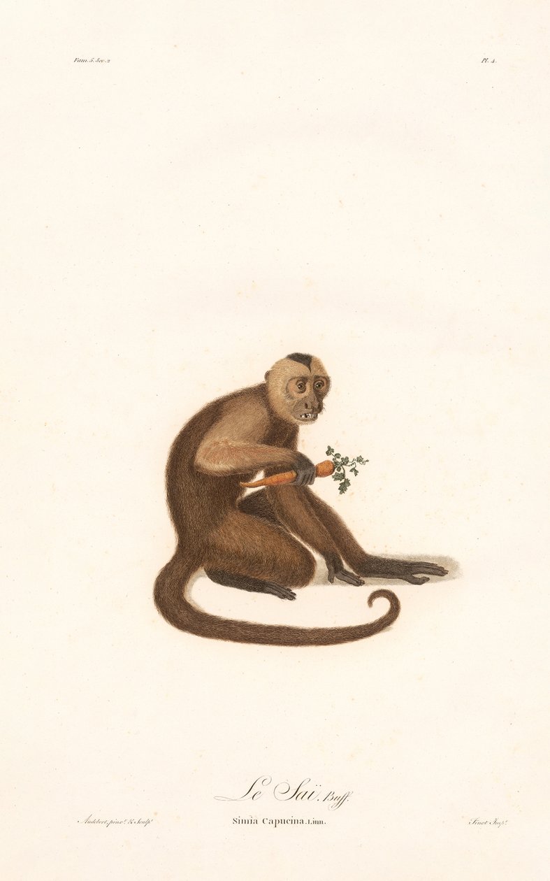 White-faced Capuchin by Jean Baptiste Audebert