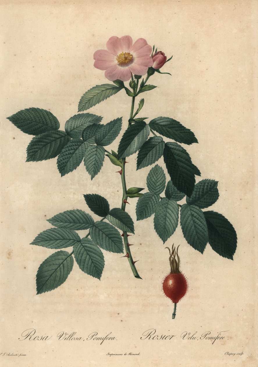 Pink apple rose, Rosa villosa by Jean Baptiste Chapuy