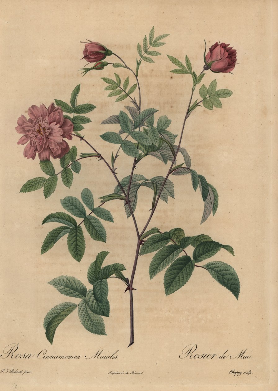 Pink cinnamon rose, Rosa majalis. by Jean Baptiste Chapuy