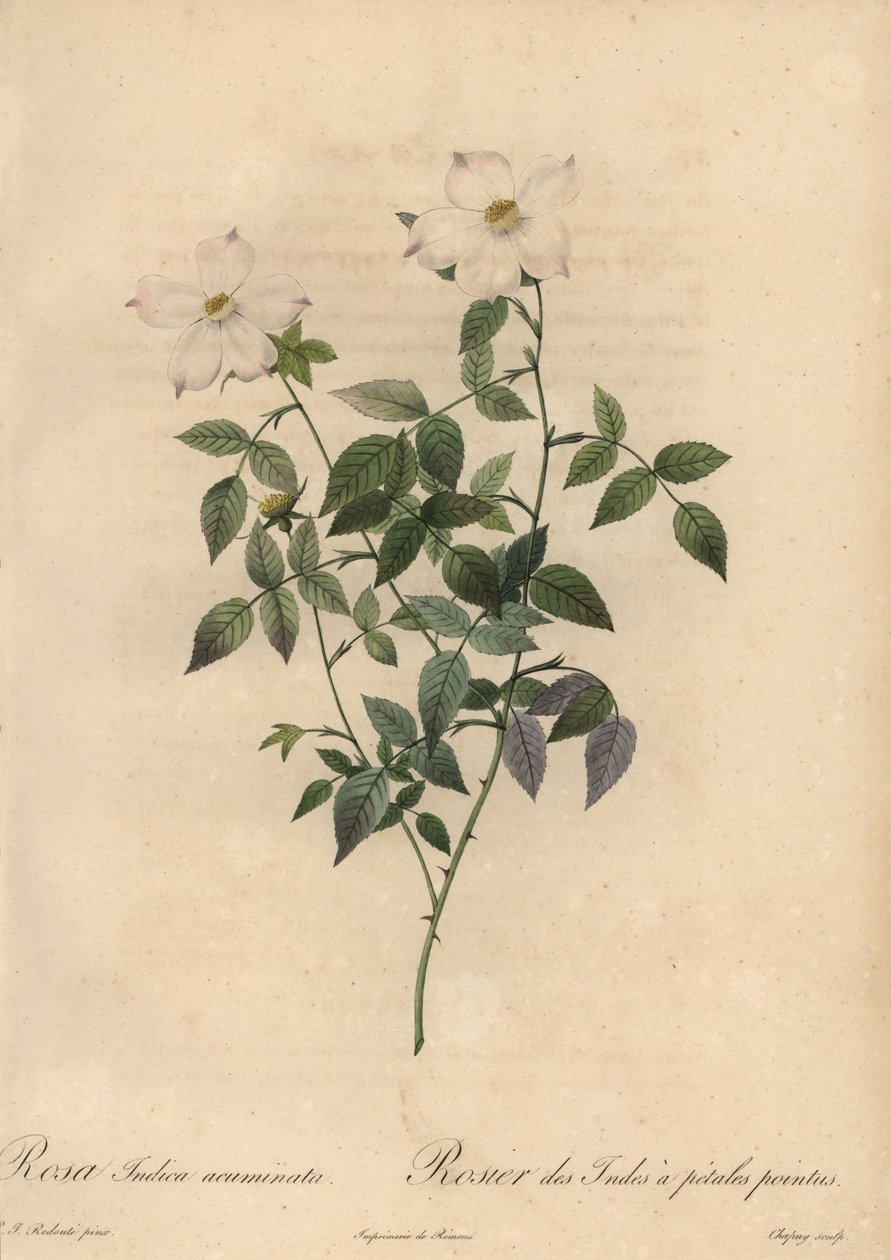 White and Pink China Rose, Rosa Chinensis by Jean Baptiste Chapuy
