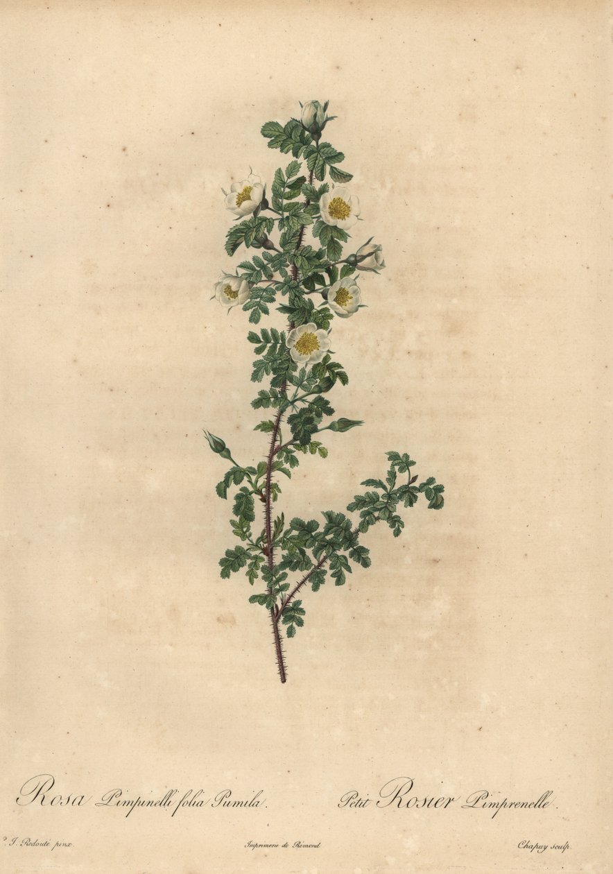 White Burnet Rose, Rosa Pimpinellifolia Pumila by Jean Baptiste Chapuy