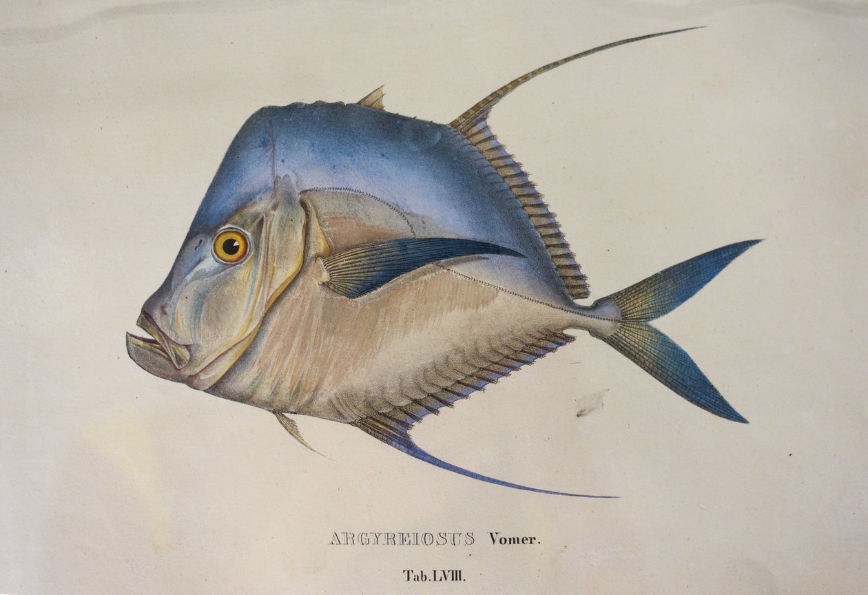 Argyreiosus Vomer by Jean Baptiste Debret