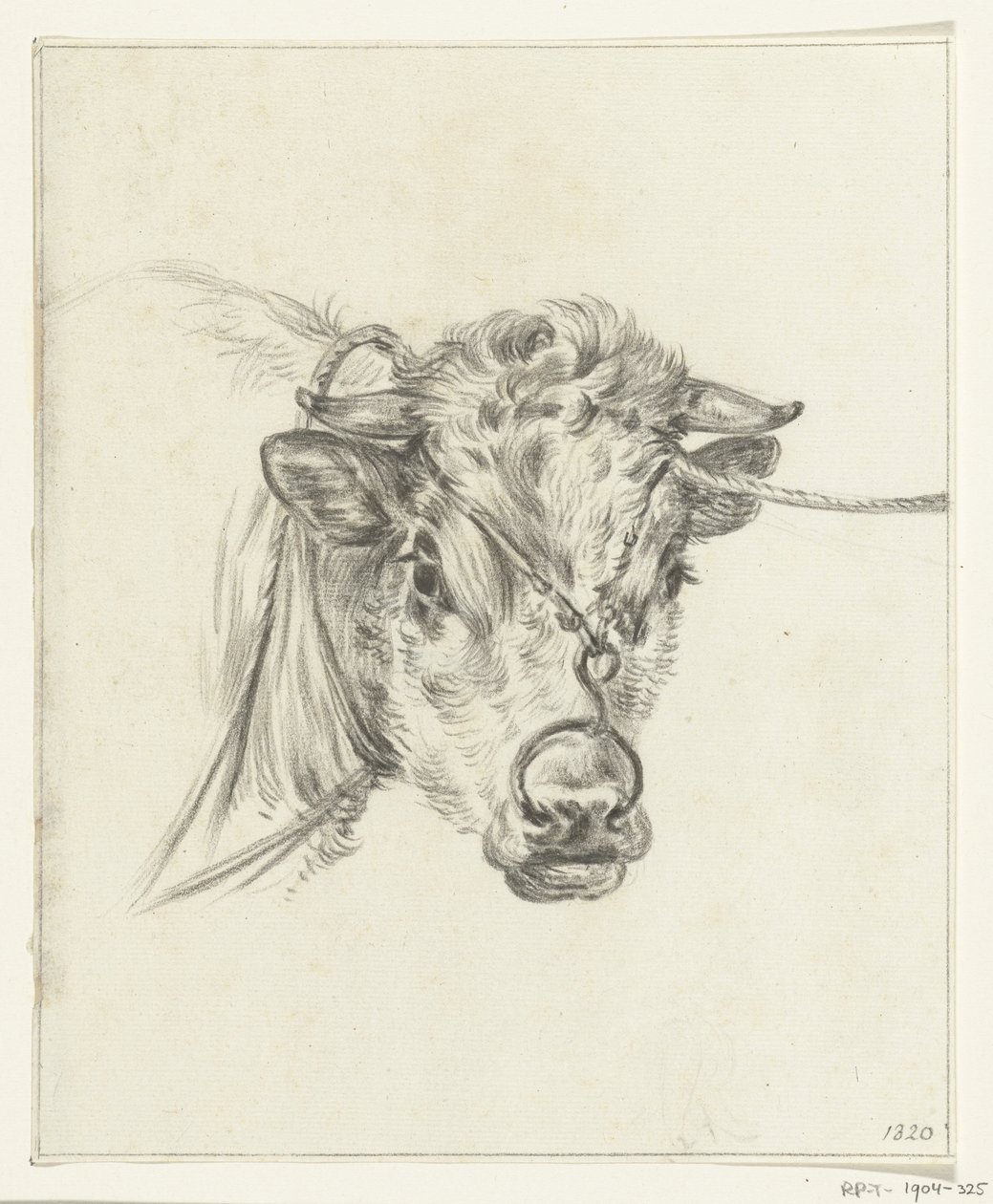 Head of a Cow with a Ring through its Nose by Jean Bernard