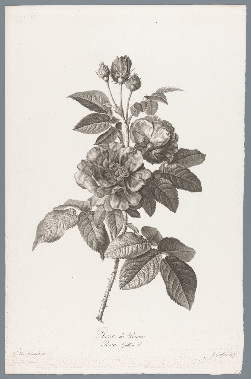 French Rose (Flowers Drawn from Nature) by Jean Godefroy