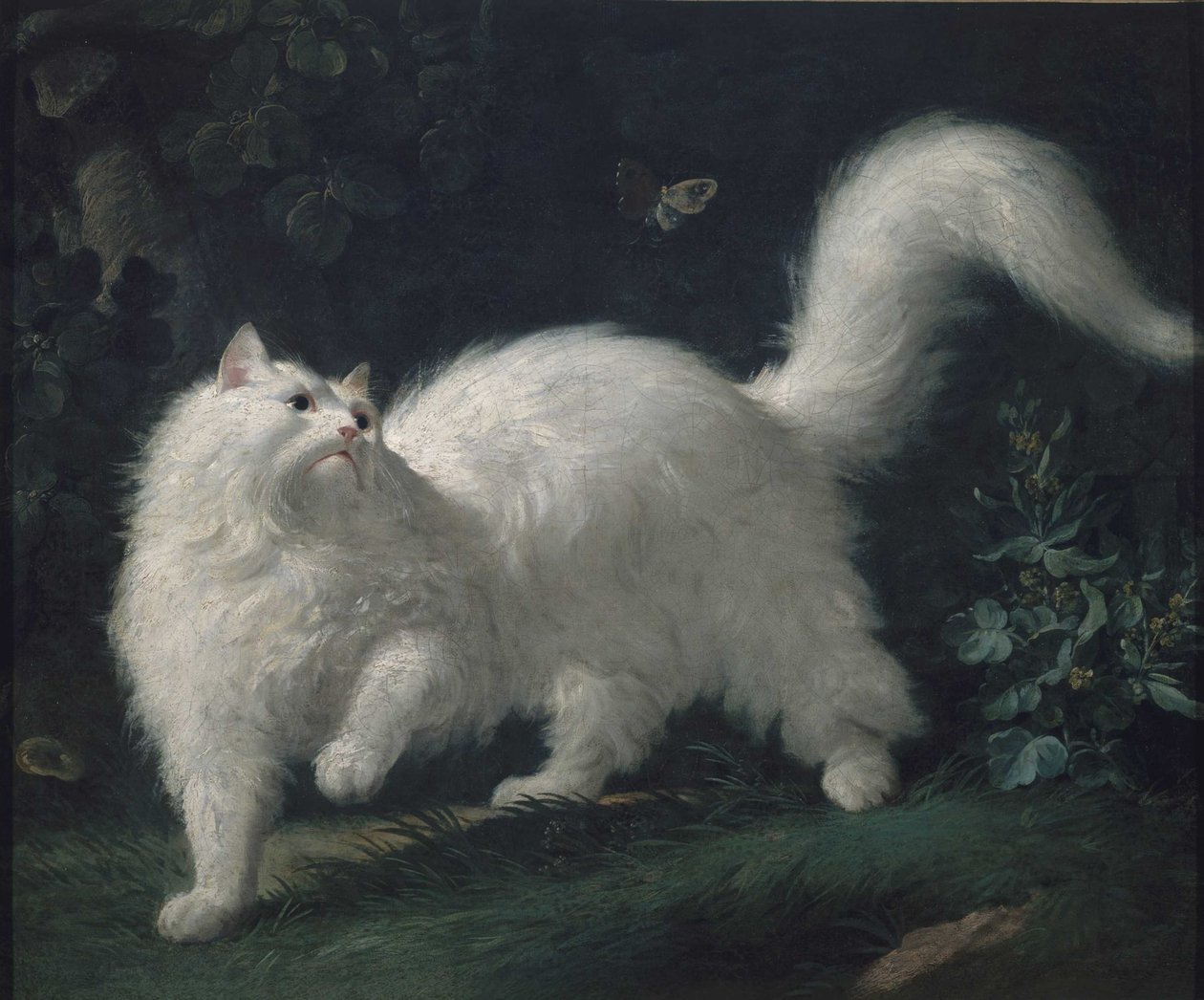 Angora cat chasing a butterfly, c. 1760 by Jean Jacques Bachelier