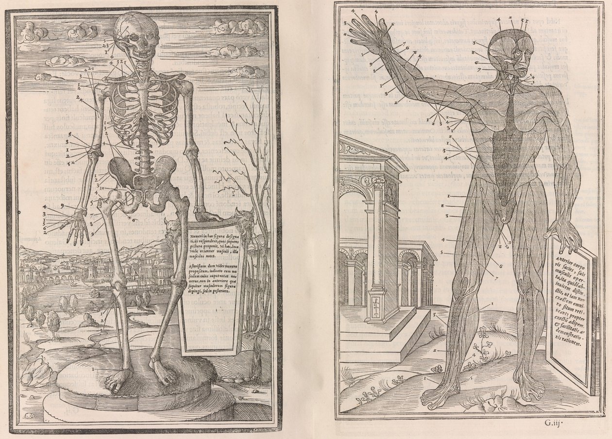 On the Dissection of the Parts of the Human Body, 1545 by Jean Jollat