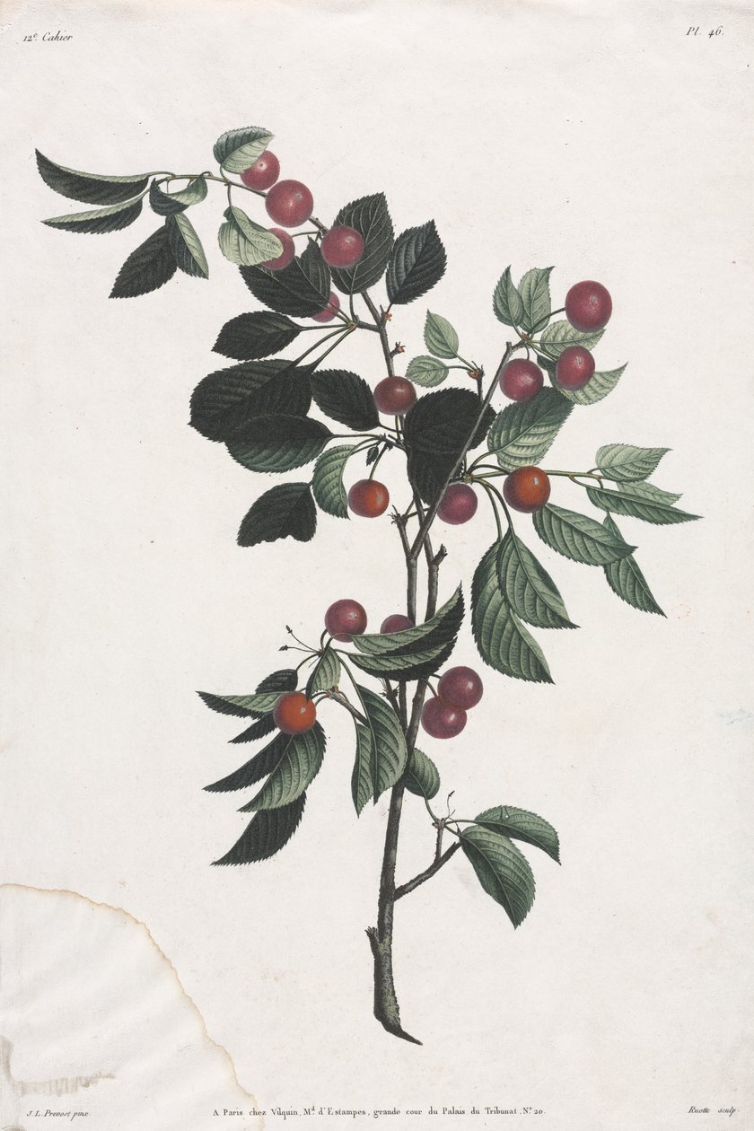 Collection of Flowers and Fruits: Branches of Early Cherries by Jean Louis Prevost